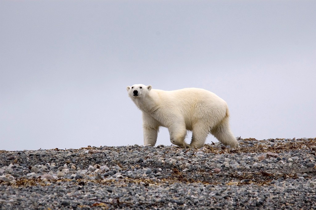 2507 Lågøya Isbjørn09.jpg - Polar Bear (Thalarctos maritimus) Isbjørn, Spitsbergen Norway July 2008